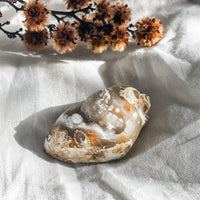 spiralite shell with druzy quartz 7